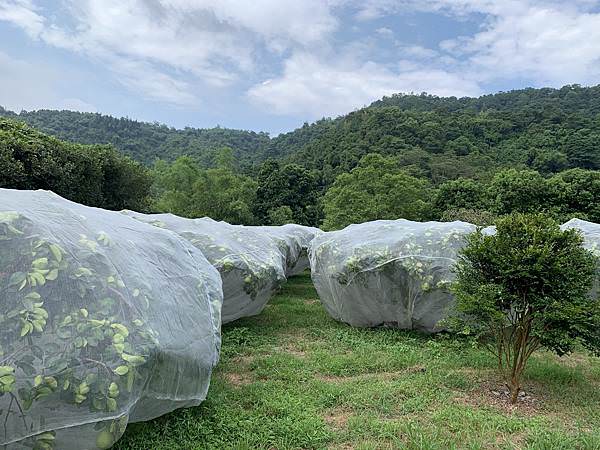 宜蘭中山休閒農業區柚子_210830_3.jpg