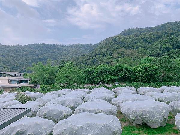 宜蘭中山休閒農業區柚子_210830_6.jpg
