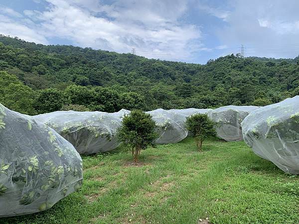宜蘭中山休閒農業區柚子_210830_5.jpg